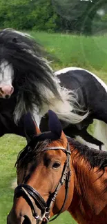 Beautiful horses gallop in green field.