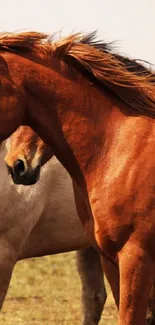 Majestic brown horse mobile wallpaper.