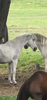 Two white horses in a lush green field.