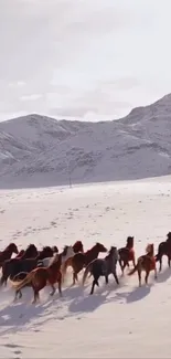 A group of horses running across a snowy landscape beneath mountains.