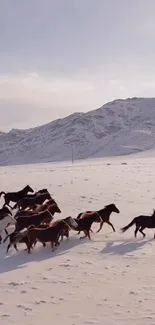 Horses running on snowy mountains under a clear sky.