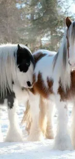 Two majestic horses in a snowy winter landscape.