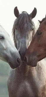 Three majestic horses touch noses with a soft gray background.