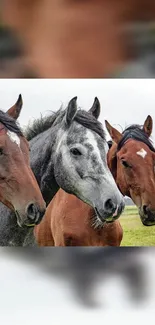 Three horses standing in a green field.