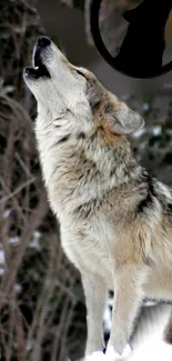 Majestic wolf howling in snowy forest.