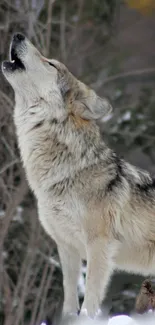 Majestic wolf howling in a snowy forest, perfect for nature lovers.