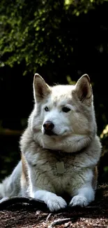 Majestic husky relaxing in a lush forest setting.