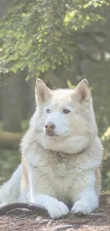 Husky dog peacefully resting in a tranquil forest.