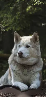 Majestic husky resting in a serene forest.