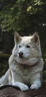 A majestic Husky resting in a lush green forest setting.