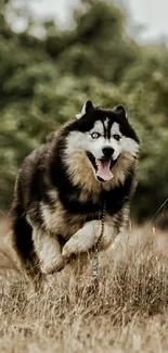 Siberian Husky running through a grassy field.