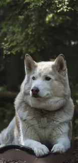 Majestic husky resting in a lush forest scene