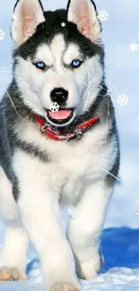 Husky dog walking through snow with vibrant blue sky background.