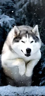 Husky dog leaping through snowy forest wallpaper.