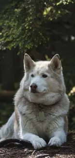 Majestic Husky resting in a peaceful forest.