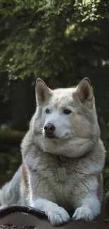 Majestic husky lounging in lush green forest with serene ambiance.