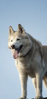 Husky standing on a mountain with a clear blue sky backdrop.