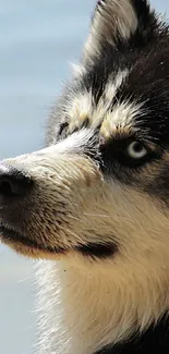 Close-up of a striking husky with blue eyes and black fur, perfect for phone wallpaper.