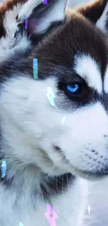 Blue-eyed Siberian husky wallpaper for mobile phones.