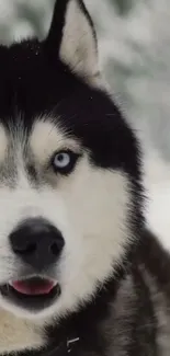 Majestic husky with blue eyes in snowy landscape wallpaper.