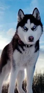 Majestic Siberian Husky standing on snowy landscape with blue sky backdrop.
