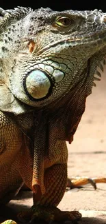 Close-up of a colorful iguana in natural setting.