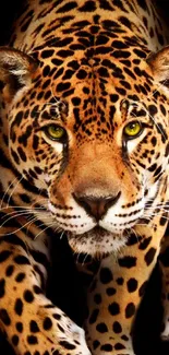 Majestic jaguar with yellow eyes on black background.