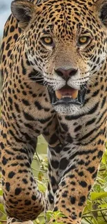 Majestic jaguar walking through lush greenery.