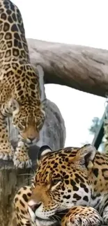 Two majestic jaguars resting on a tree in a natural setting.