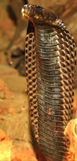 Striking king cobra with intricate scales, surrounded by a warm, earthy background.