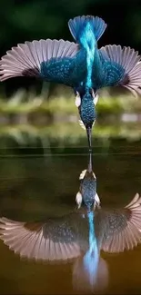 Kingfisher diving into water with reflection on a tranquil lake.