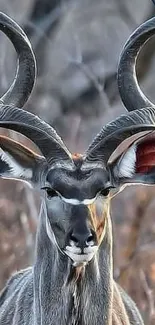 Majestic kudu antelope with spiraled horns in a natural setting.