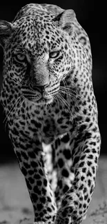 Striking black and white leopard walking toward the camera in a natural setting.