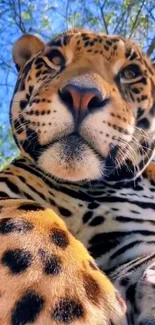 Close-up of a leopard in a natural setting with vibrant blue sky.