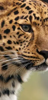 Close-up of a majestic leopard showcasing its detailed fur and expressive eyes.