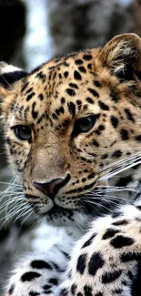 Close-up of leopard with detailed patterns in a natural setting.