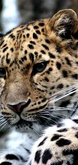 Close-up image of a leopard with a golden spotted coat.