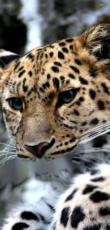 Close-up of a leopard's face with spotted fur.