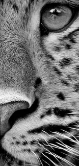 Black and white close-up of a leopard's face for mobile wallpaper.