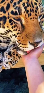 Close-up of a majestic leopard being gently caressed.