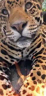 Close-up of a majestic leopard with striking spots and an intense gaze.