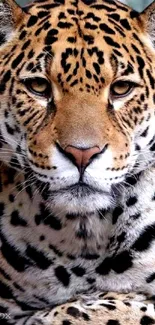 Close-up of a leopard with intense gaze and vibrant fur pattern.