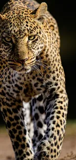 Close-up of a leopard walking forward in its habitat.