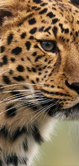 Close-up of a leopard showcasing its spots and intense gaze.