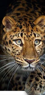 Close-up of a majestic leopard with stunning expressive eyes.