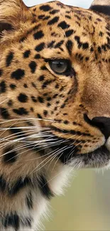 Close-up of a leopard's face with golden brown fur and black spots.