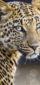 Close-up of a leopard with blue eyes on a brown background.