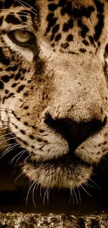 Close-up of a leopard's face with intense gaze in a brown-toned wallpaper.