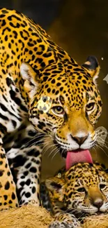 Leopard licking cub, vibrant wildlife wallpaper.