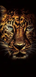 Close-up of a leopard face on a dark background mobile wallpaper.